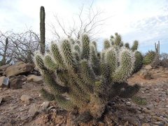 Cylindropuntia bigelovii ciribe