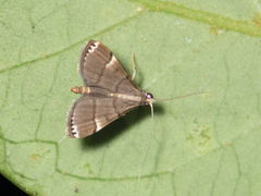 Cangetta hartoghialis