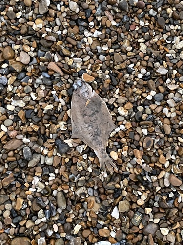 Foto de Limanda (Limanda limanda)