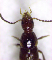 Quedius secretus