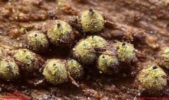 Thyronectroidea chrysogramma