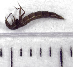 Quedius secretus