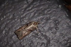 Harmologa
