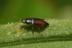 Eusphalerum alpinum