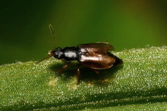 Eusphalerum alpinum