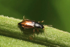 Eusphalerum alpinum