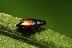 Eusphalerum alpinum