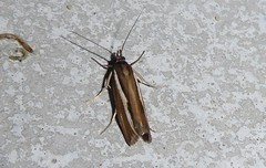 Orocrambus melitastes