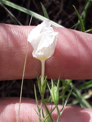 Nierembergia rigida