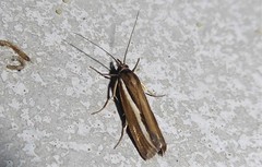 Orocrambus melitastes
