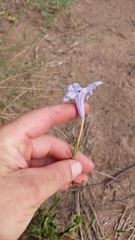 Ruellia macrosolen