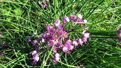 Allium chinense