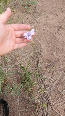 Ruellia macrosolen