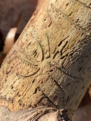 Pityogenes bidentatus