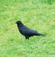 Corvus corone