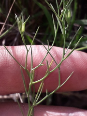 Nierembergia rigida