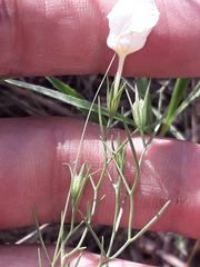 Nierembergia rigida