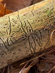 Pityogenes bidentatus