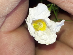 Nierembergia rigida