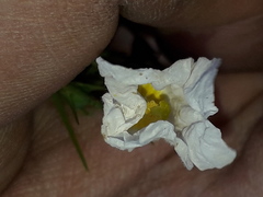 Nierembergia rigida