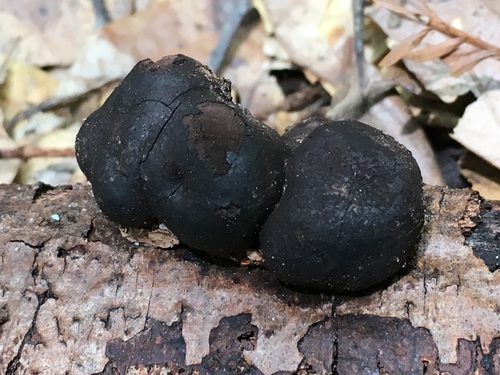 Daldinia loculata