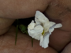 Nierembergia rigida