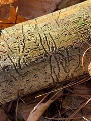 Pityogenes bidentatus