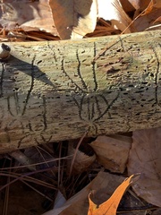 Pityogenes bidentatus