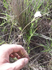 Nierembergia rigida