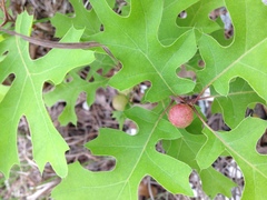 Dryocosmus quercuspalustris