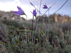 Campanula stevenii