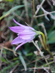 Campanula stevenii