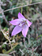 Campanula stevenii