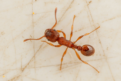 Myrmica sabuleti