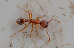 Myrmica sabuleti