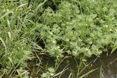 Cotula nigellifolia