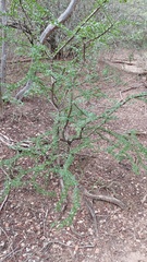 Gonopterodendron sarmientoi