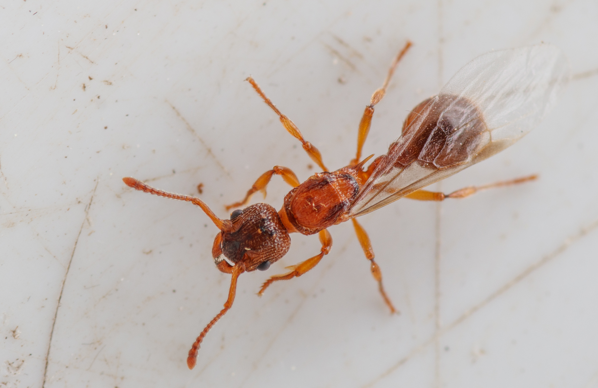 Myrmica lonae
