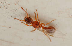 Myrmica sabuleti