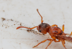 Myrmica sabuleti