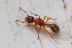 Myrmica sabuleti