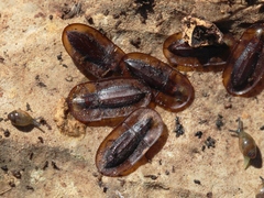 Cossyphus hoffmannseggi