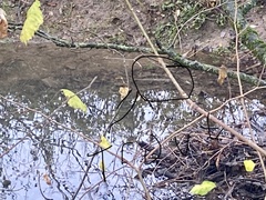 Salmo trutta
