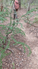 Gonopterodendron sarmientoi