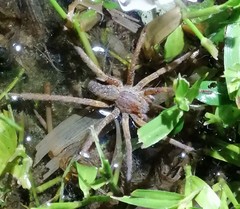 Ancylometes bogotensis