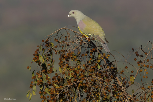 Bruce's Green-Pigeon