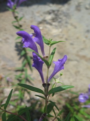 Scutellaria baicalensis