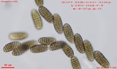 Thyronectroidea chrysogramma