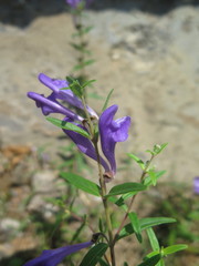 Scutellaria baicalensis