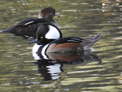 Lophodytes cucullatus image